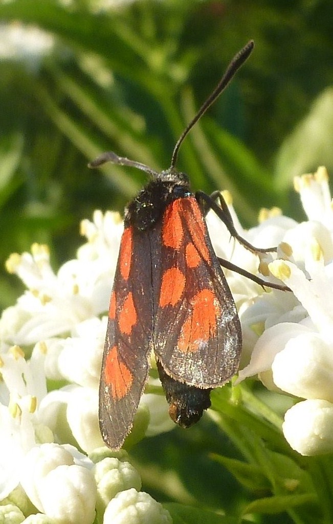 Zygaena loti?